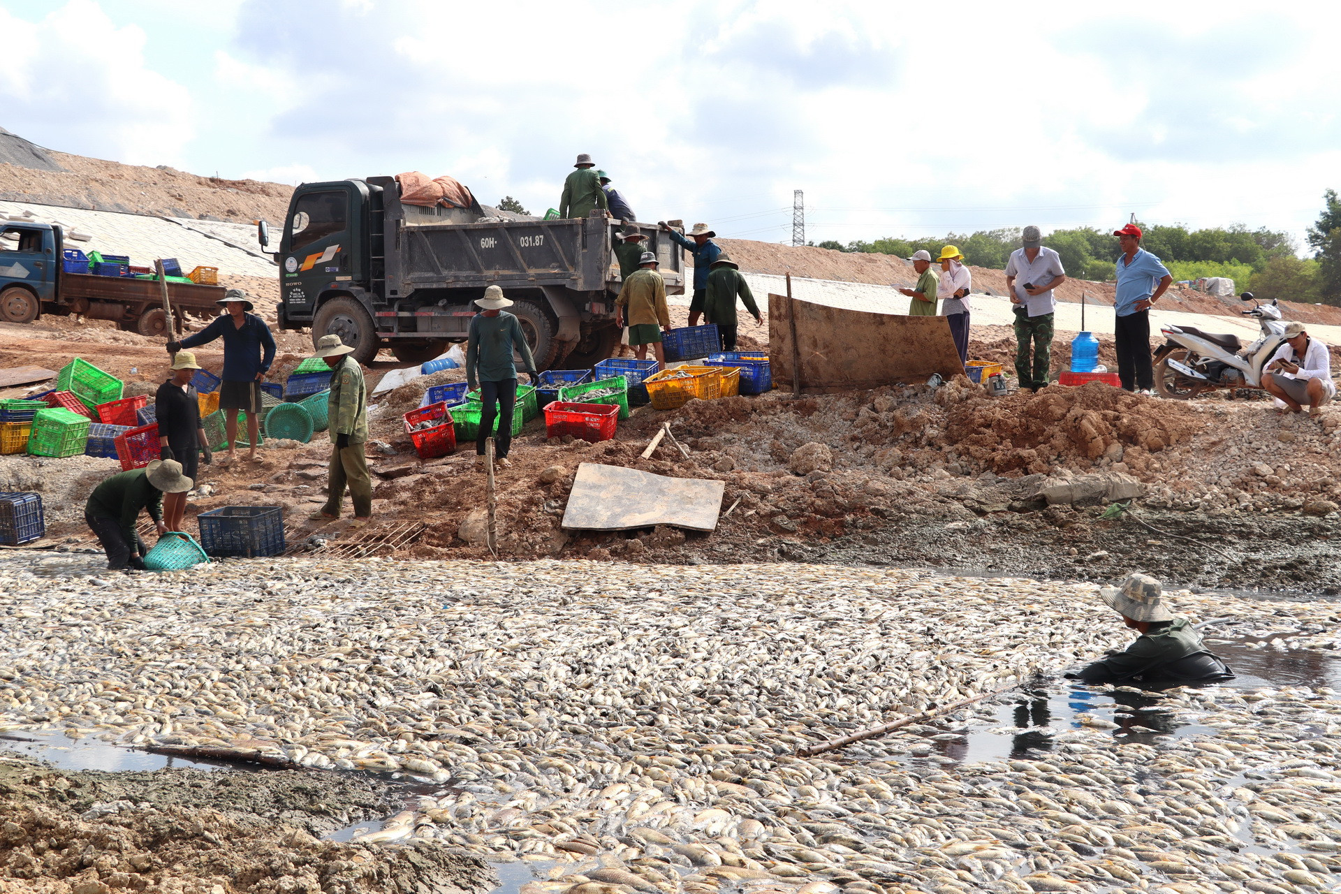 Để thu gom số cá chết, hạn chế thấp nhất ô nhiễm môi trường, lực lượng Đội quản lý nuôi trồng thủy sản hồ Sông Mây trục vớt số cá.