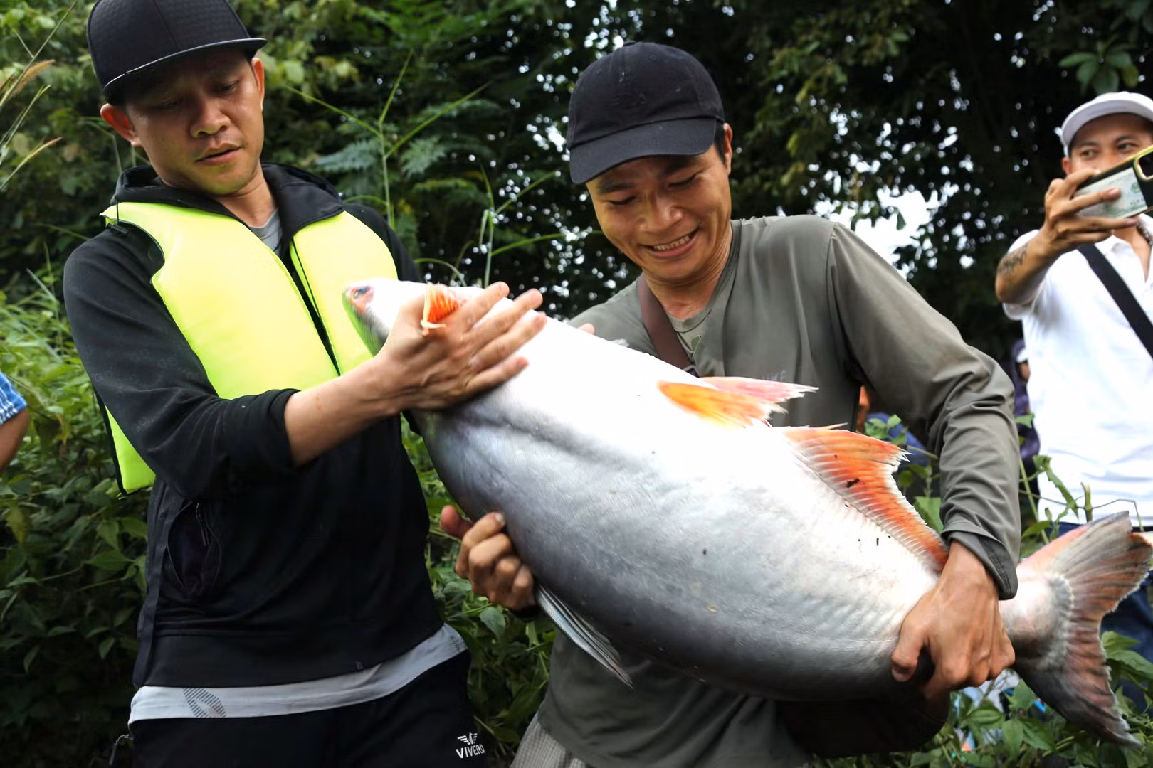 Một người dân bắt được con cá tra nặng khoảng 20kg.