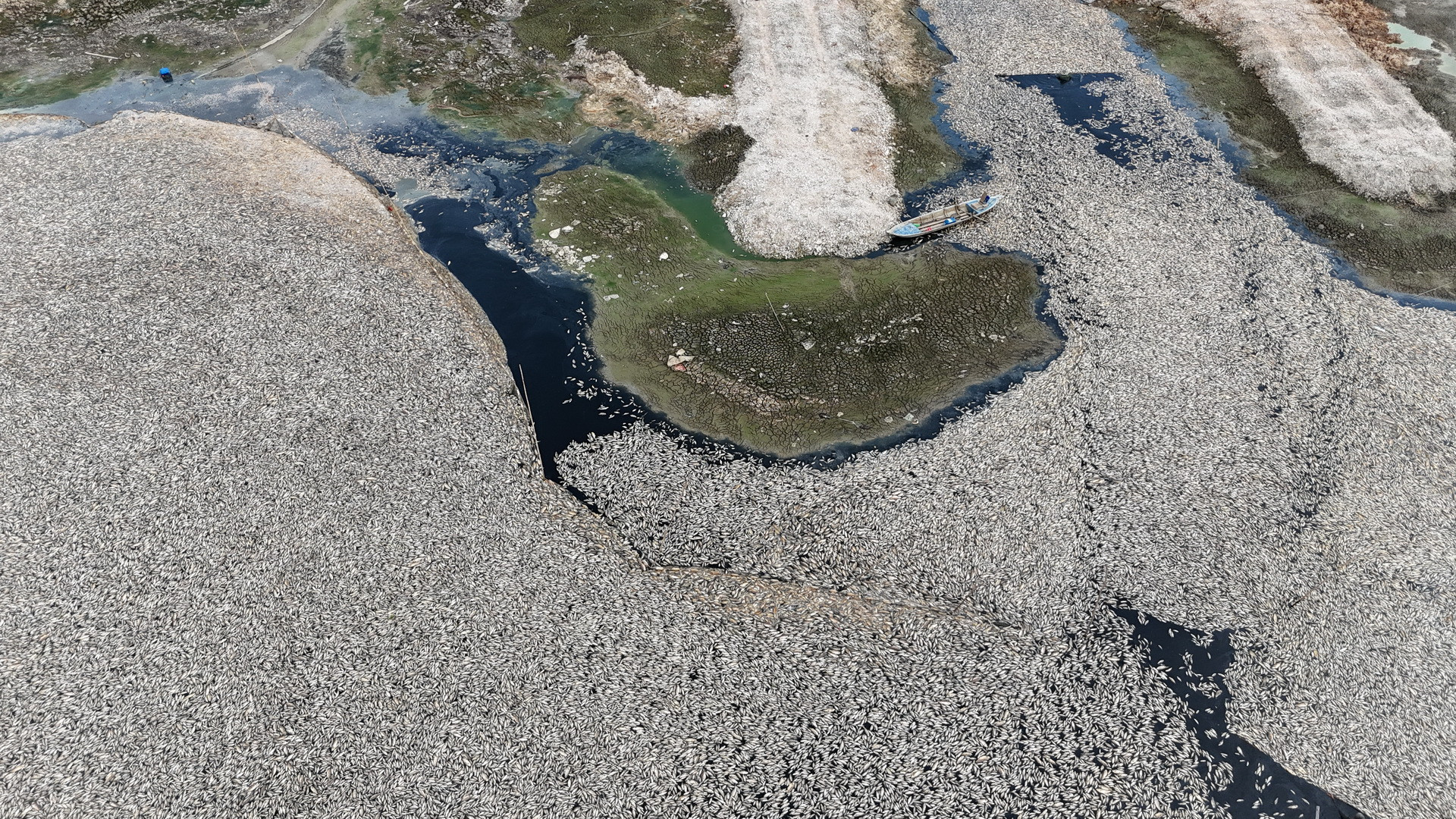 Cá chết nổi trắng cả khu vực rộng lớn chân đập hồ Sông Mây.