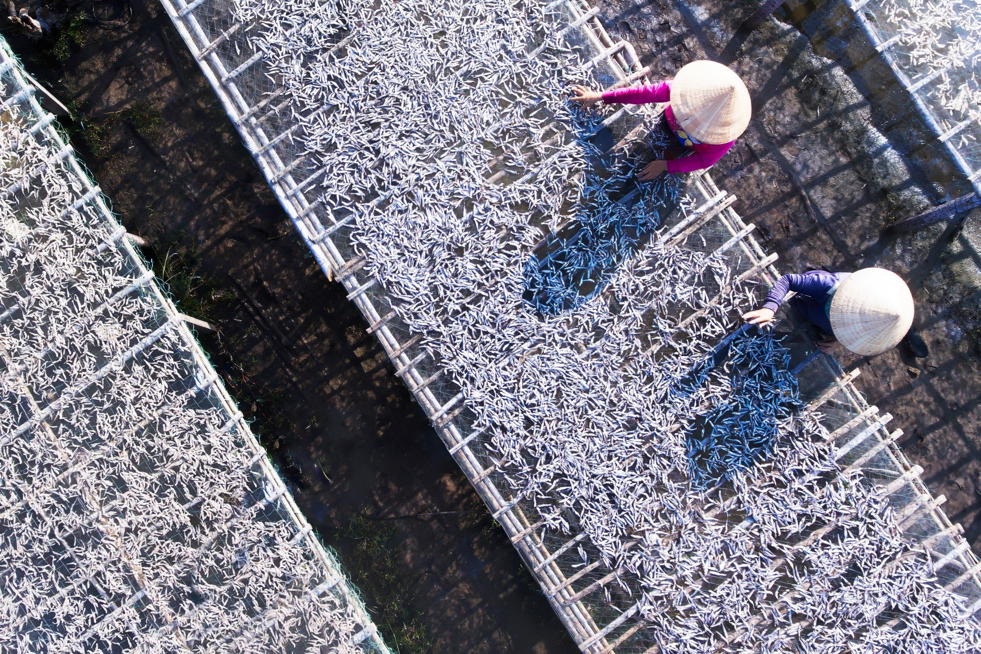 Người dân làng chài ở Cam Ranh phơi cá cơm. Người dân làng chài ở Cam Ranh phơi cá cơm.