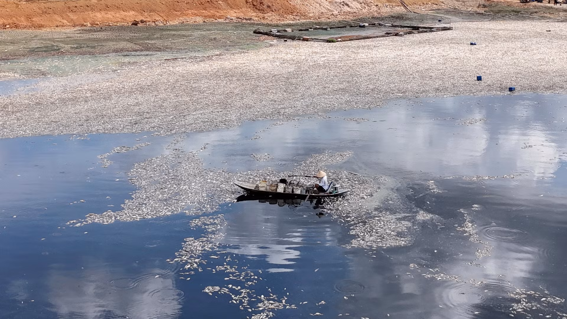 Việc trục vớt không kịp khiến cá chết bốc mùi hôi thối ảnh hưởng khu dân cư xung quanh.