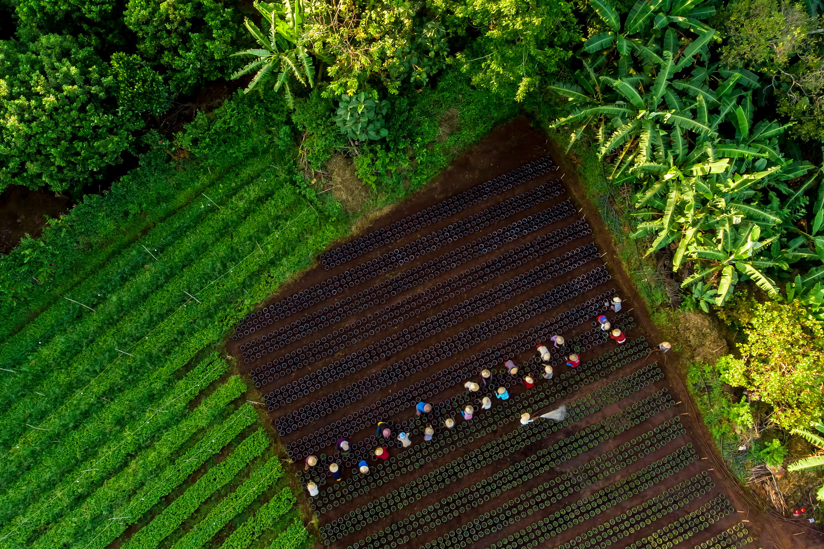 Những năm gần đây, nhiều vườn trái cây đặc sản được nông dân Long Khánh chuyển đổi theo hướng sản xuất sạch, kết hợp du lịch sinh thái, mang lại thu nhập cao và thân thiện với môi trường.