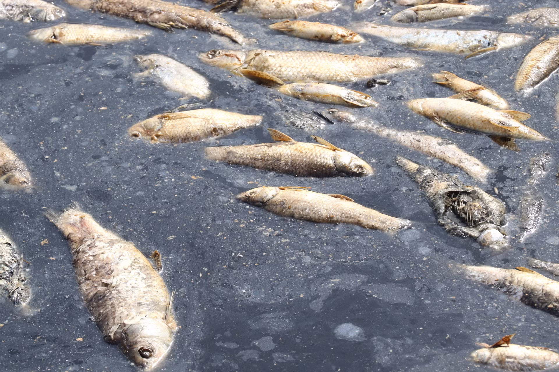 Cá hồ Sông Mây chết diễn ra từ nhiều ngày qua.