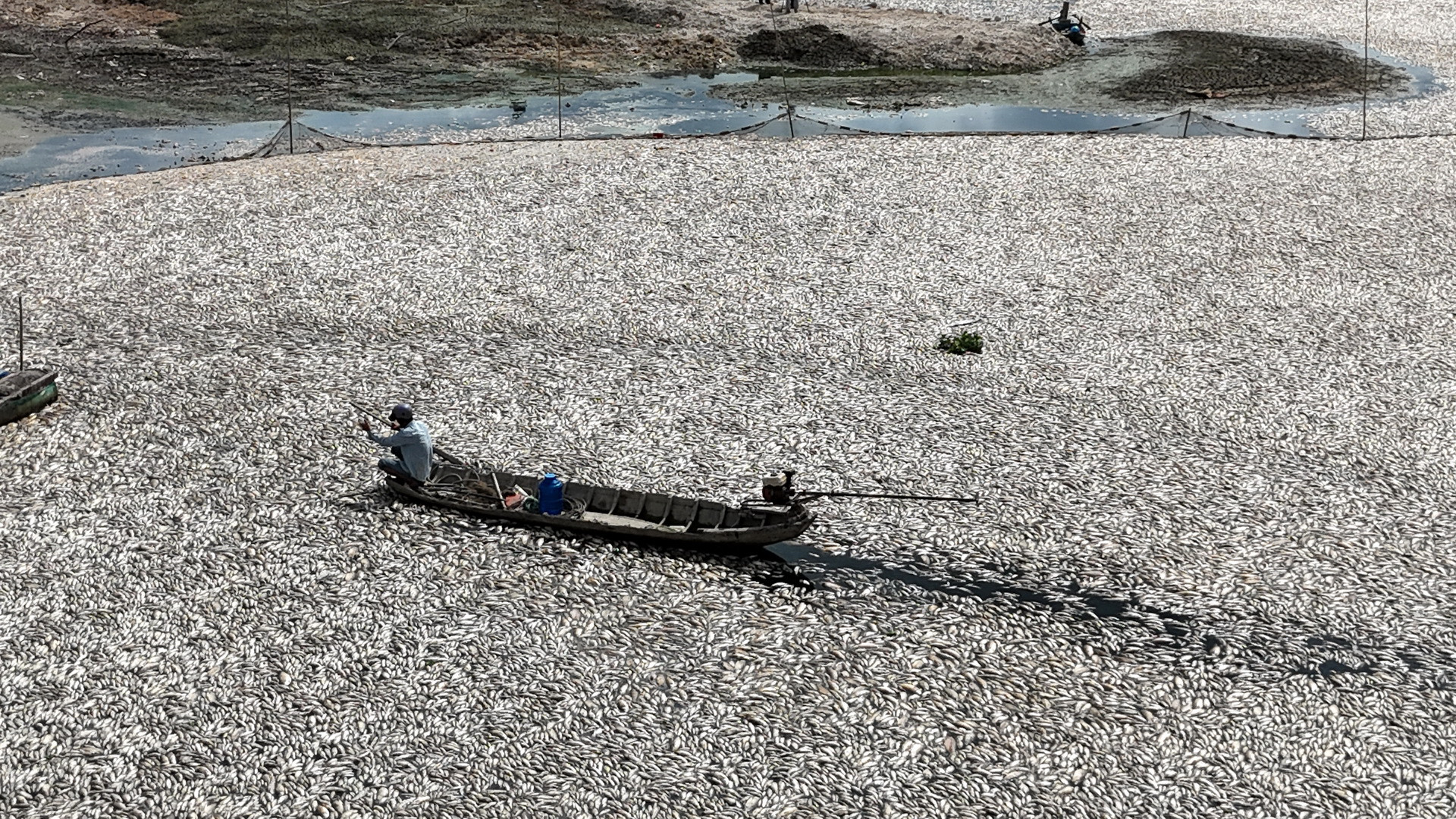 Dự kiến, trong vài ngày tới lực lượng chức năng mới có thể vớt hết số cá chết trên mặt hồ.