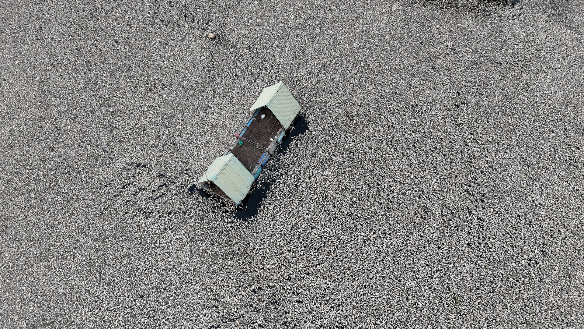 Ước tính số cá chết ở hồ Sông Mây khoảng 200 tấn.