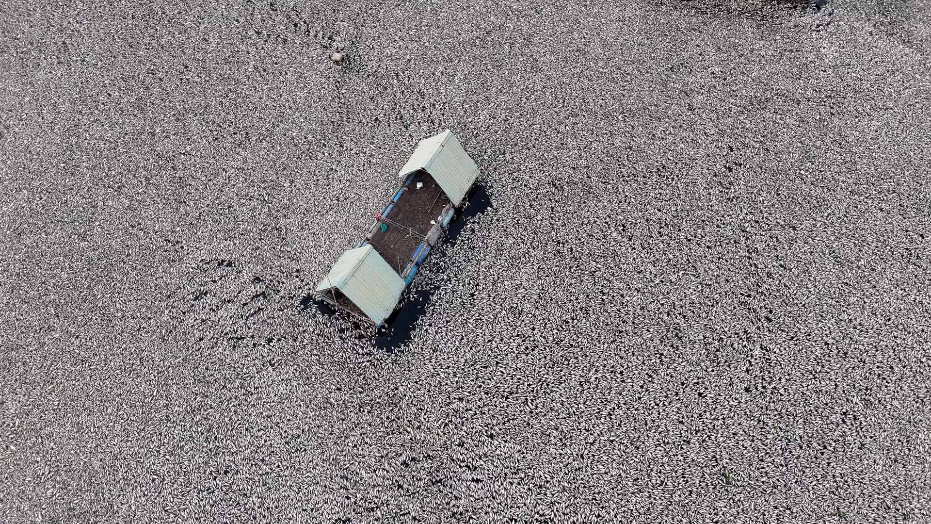 Ước tính số cá chết ở hồ Sông Mây khoảng 200 tấn.