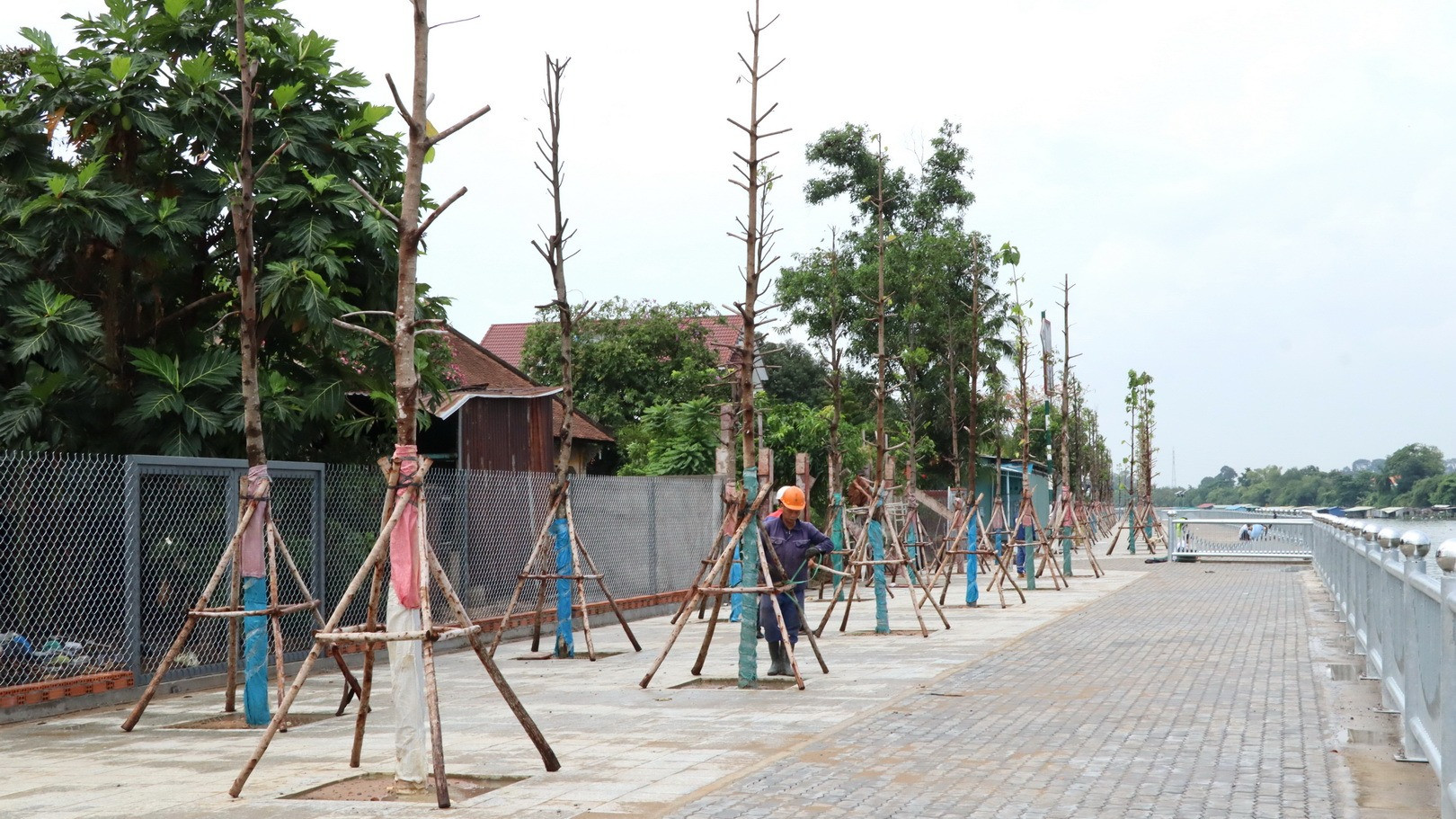 Công nhân trồng cây xanh trên bờ kè sông Đồng Nai.