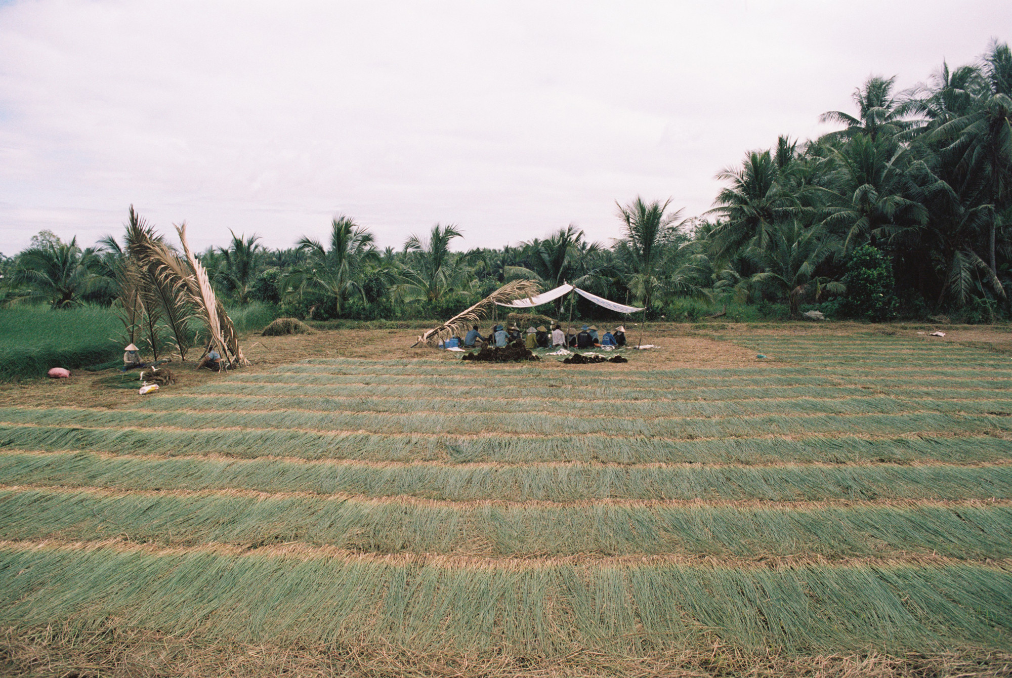 Không ai ngờ từ một giống cỏ mọc hoang dại khắp các cánh đồng, đầm lầy, giờ cây lác lại biến thành ngành kinh tế chủ đạo của cả một vùng. Lác được trồng mỗi năm 3 vụ, sau khi trừ chi phí lãi gấp 4-5 lần trồng lúa, nên ban đầu diện tích lác chỉ khoảng vài chục ha, đến giờ đã lan ra toàn huyện, hiệu quả cao nên người dân ngày càng mạnh dạn bỏ cây lúa chuyển sang trồng cỏ lác.