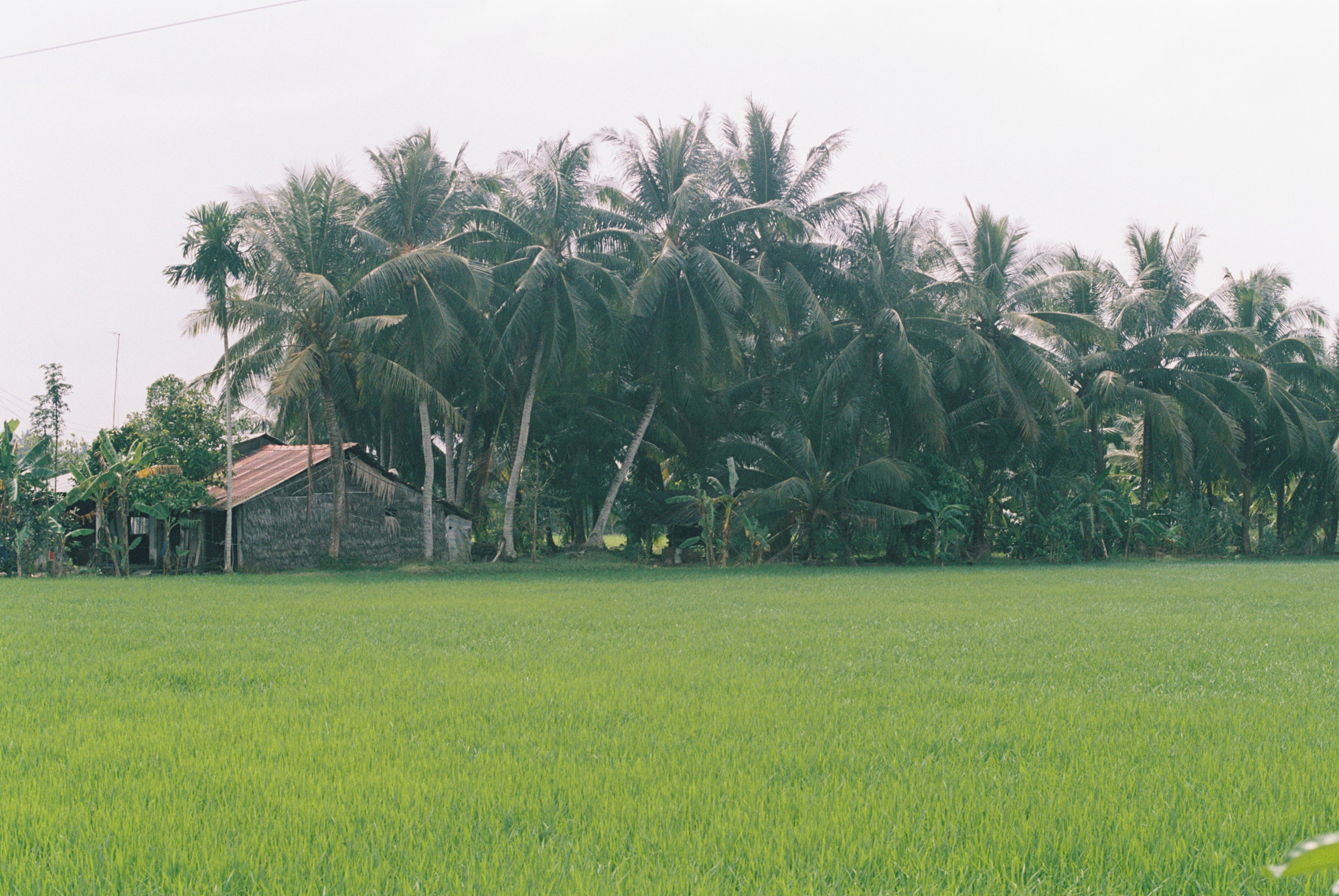 Gần đây trồng thêm khá nhiều giống dừa lùn khác như dừa dứa, dừa xiêm... là những giống dừa thích nghi tốt với điều kiện thổ nhưỡng của Vũng Liêm.