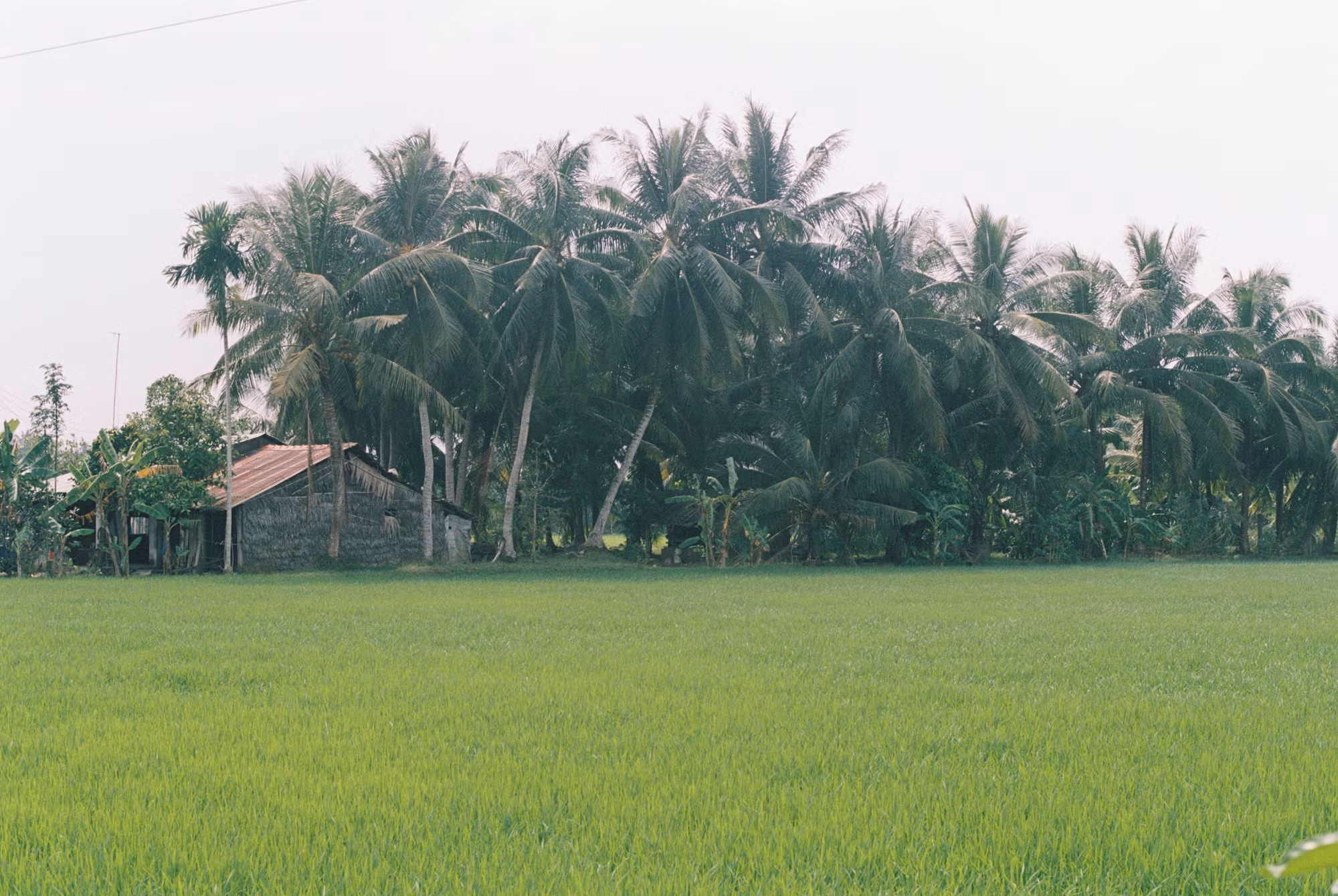 Gần đây trồng thêm khá nhiều giống dừa lùn khác như dừa dứa, dừa xiêm... là những giống dừa thích nghi tốt với điều kiện thổ nhưỡng của Vũng Liêm.
