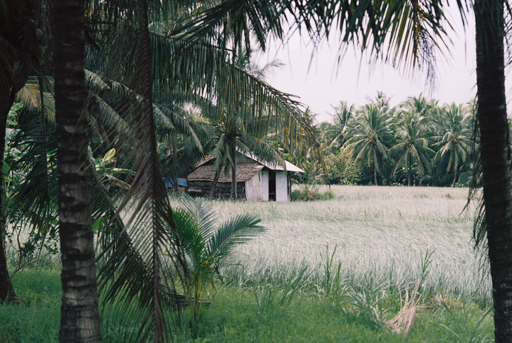 Gây ấn tượng mạnh đầu tiên với du khách là một màu xanh bất tận của những cánh đồng trồng dừa, cỏ lác. Vũng Liêm là vùng sản xuất lác chính cho ngành nghề dệt chiếu, và có diện tích trồng dừa lớn nhất tỉnh Vĩnh Long.
