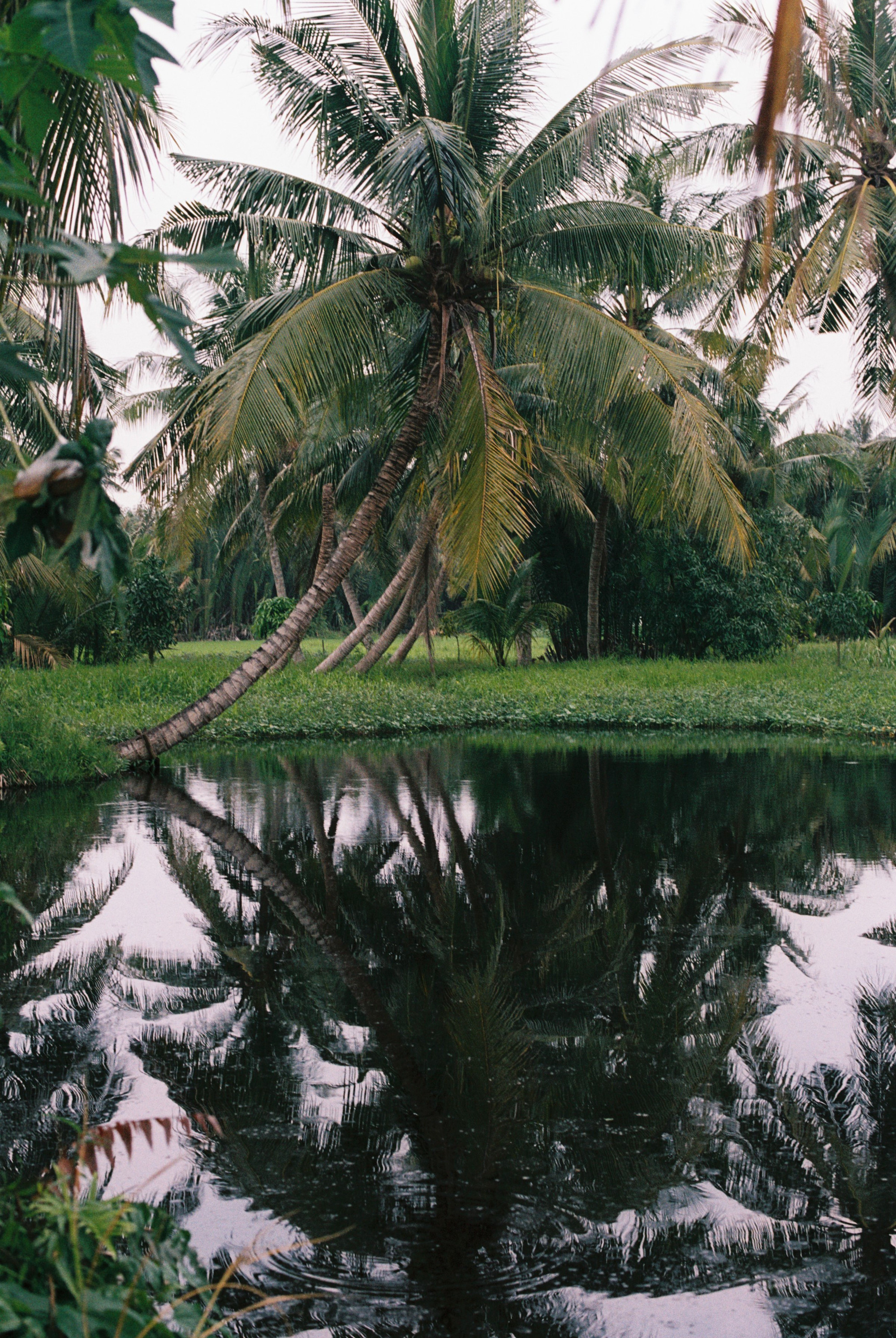 Phổ biến là các giống dừa ta, dừa lửa, dừa Tam Quan, dừa sáp...