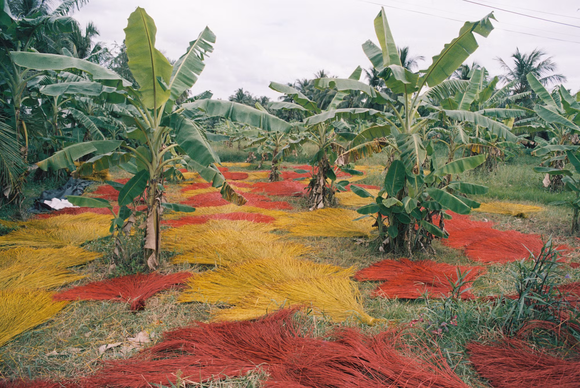 Đến mùa thu hoạch, đàn ông sẽ lo chuyện cắt lác, phụ nữ đảm trách việc phân loại, chẻ lác rồi đem phơi khô. Sau đó sẽ đem đến các hợp tác xã, các cơ sở dệt chiếu ở các xã Thanh Bình, xã Quới Thiện, Trung Thành Đông...