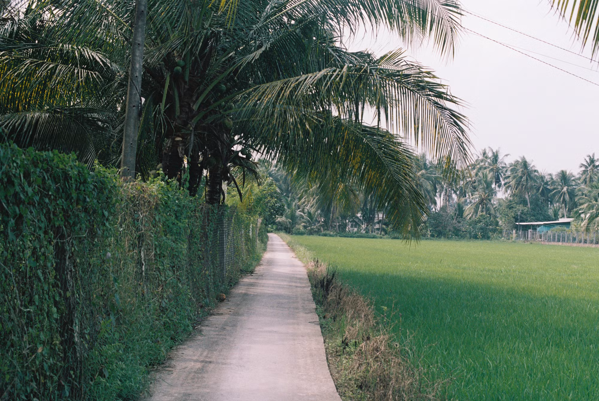 Đường vào làng xanh mát bóng dừa...