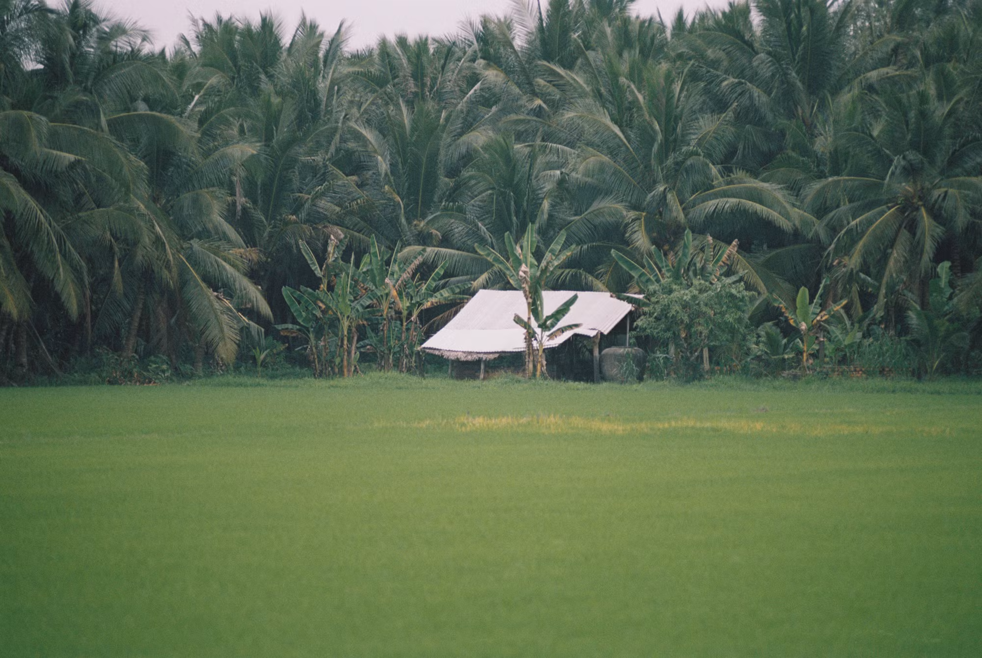 Trên đường tỉnh huyết mạch xuyên Vũng Liêm, chạy dọc từ xã Quới An về thị trấn trung tâm Vũng Liêm, đi xã Trung Thành Đông, ngoài cỏ lác thì đâu đâu cũng là màu xanh của dừa.