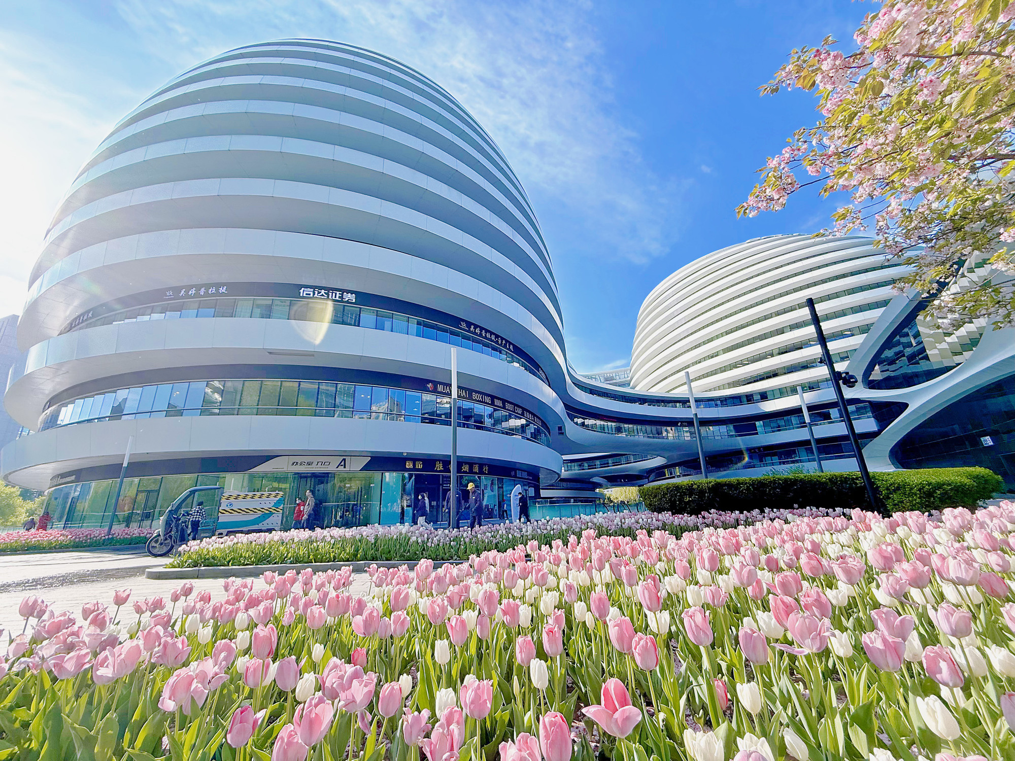 Hoa Tulip bên một trung tâm thương mại ở nội thành.