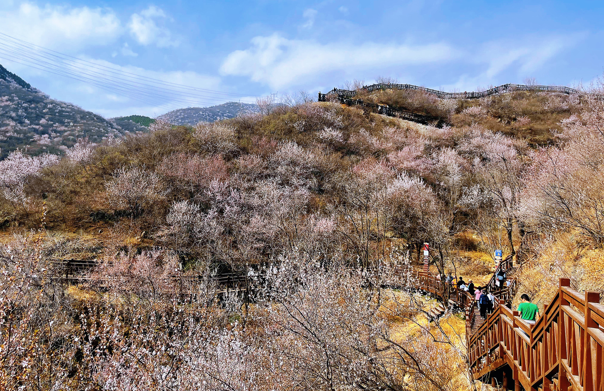 Hoa đào, hoa mận đua nở ở vùng núi ngoại ô Bắc Kinh.