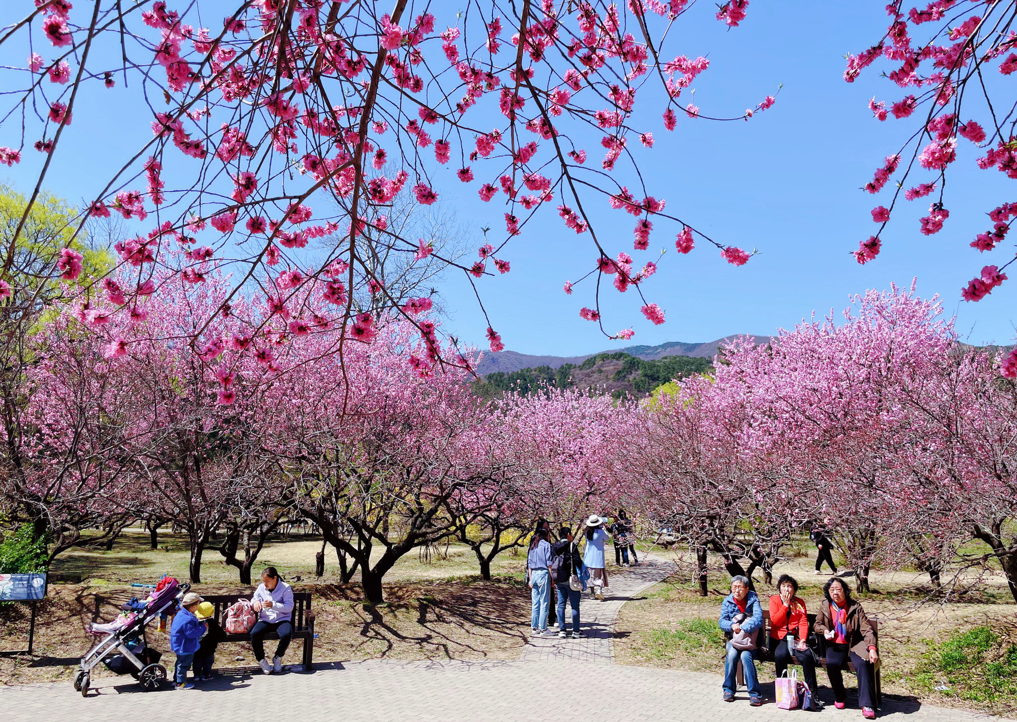 Hoa đào rực rỡ ở Vườn thực vật Bắc Kinh.