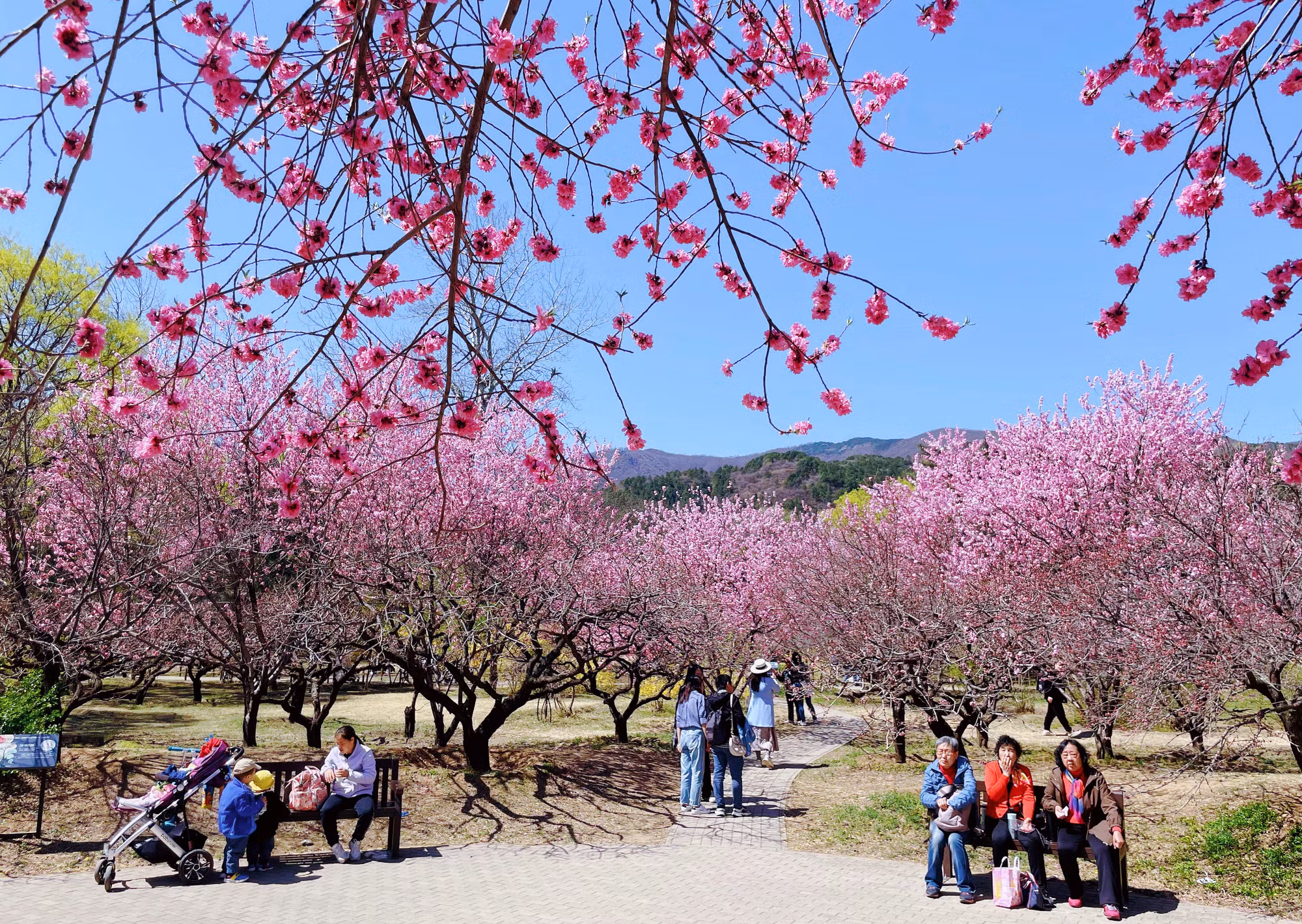 Hoa đào rực rỡ ở Vườn thực vật Bắc Kinh.