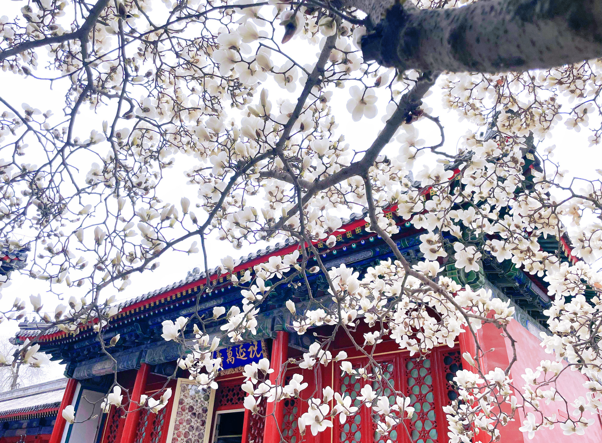 Hoa mộc lan ở chùa Vạn Thọ.