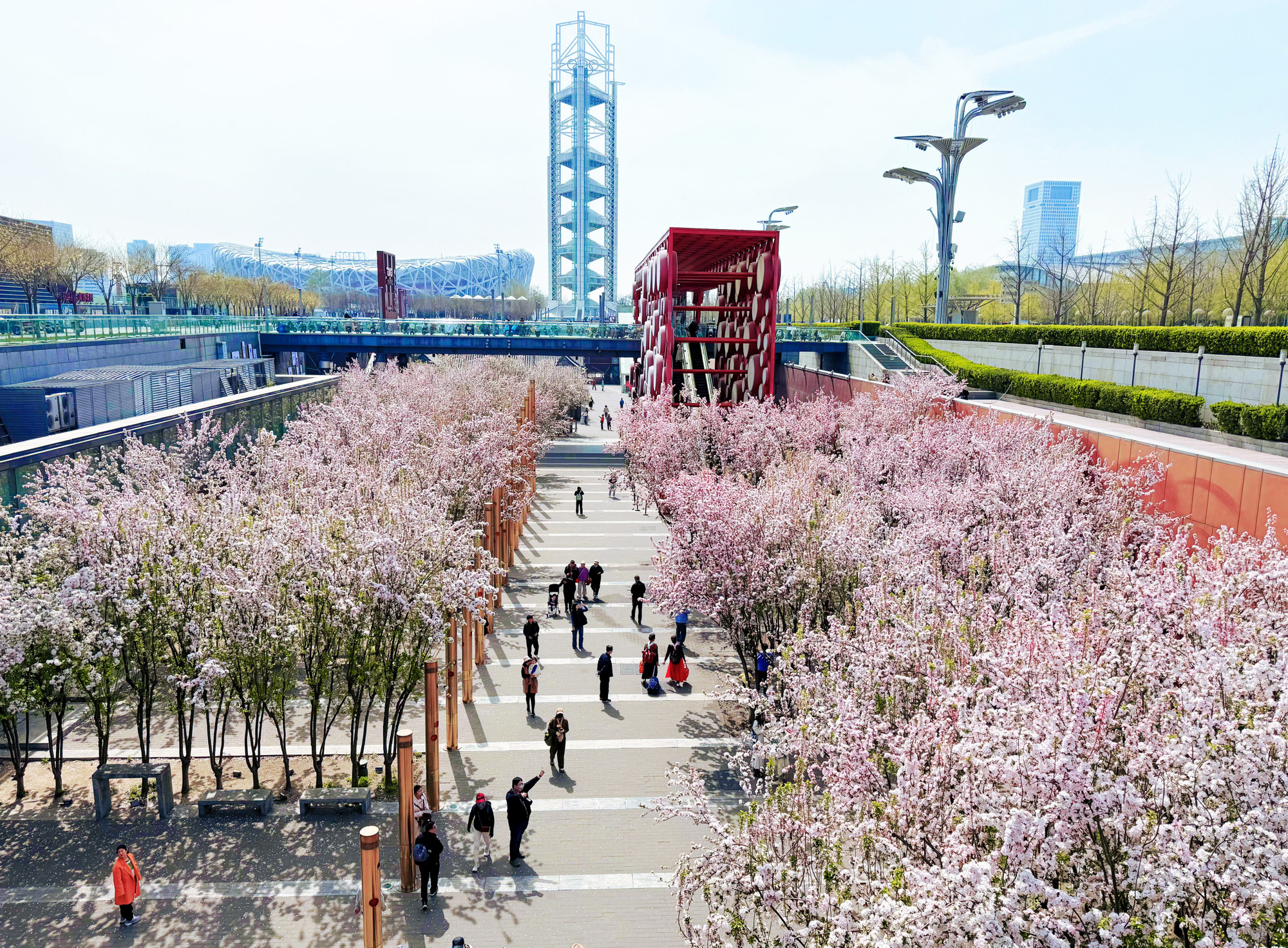 Hoa hải đường ở bên cạnh Sân vận động Tổ chim.