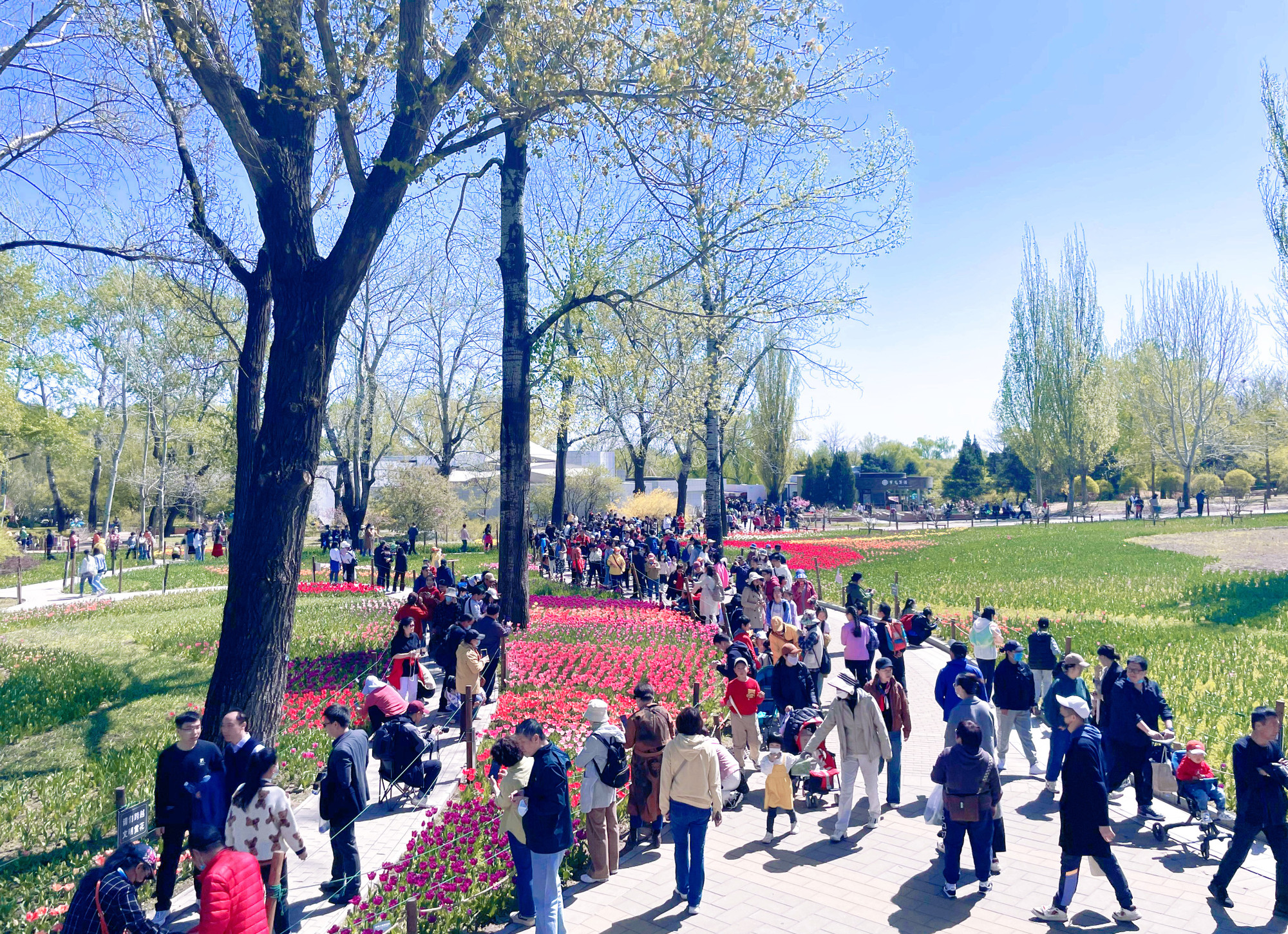 Rất đông du khách đến ngắm Tulip ở Vườn thực vật.