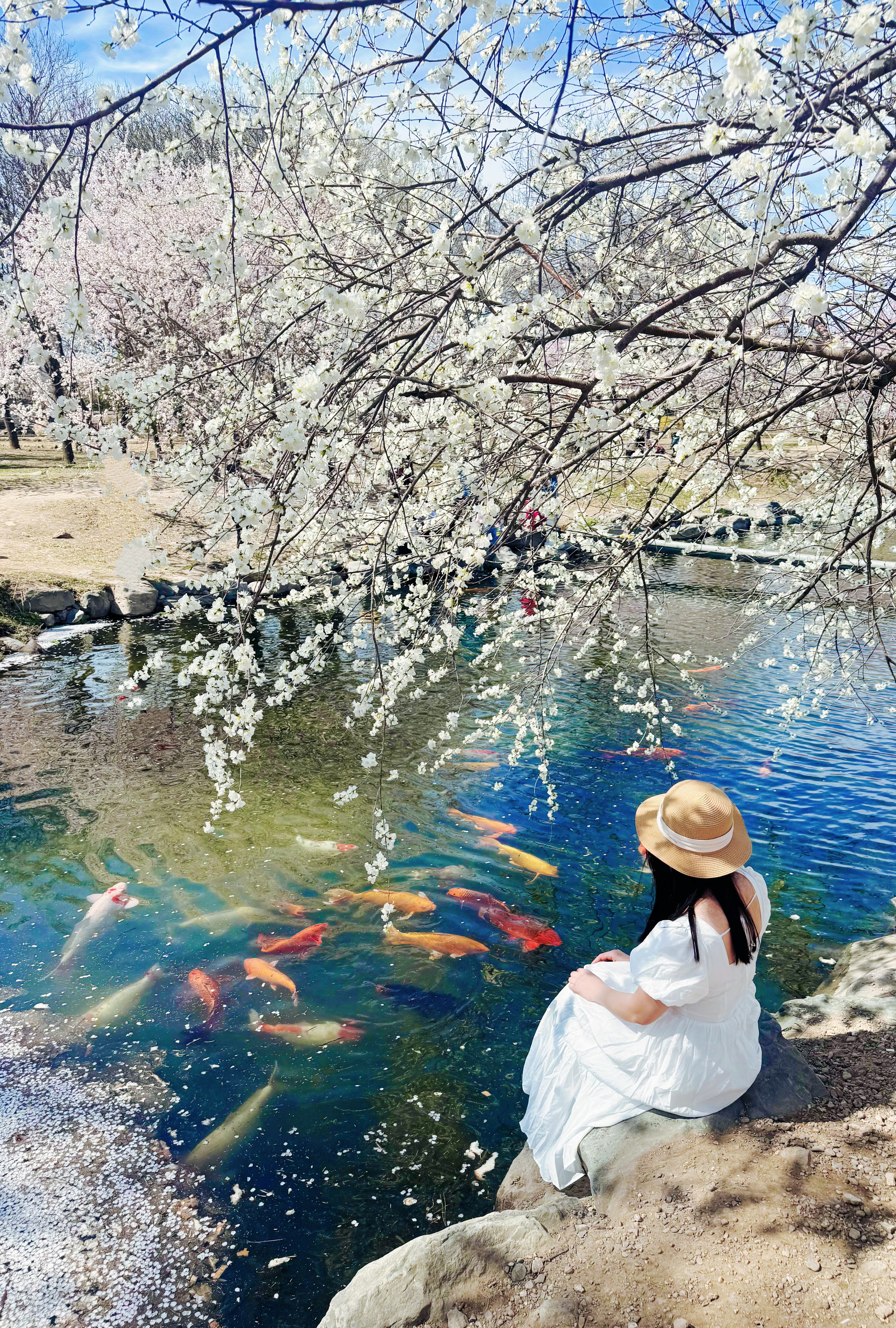 Nữ du khách bên hồ cá trong thắng cảnh Viên Minh Viên.