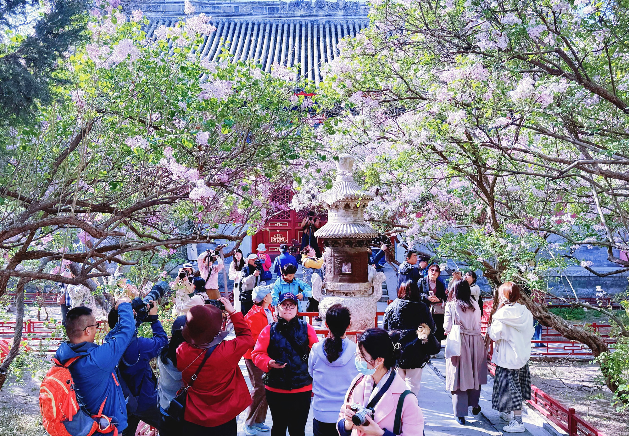 Du khách chụp ảnh hoa tử đinh hương ở chùa Pháp Nguyên.