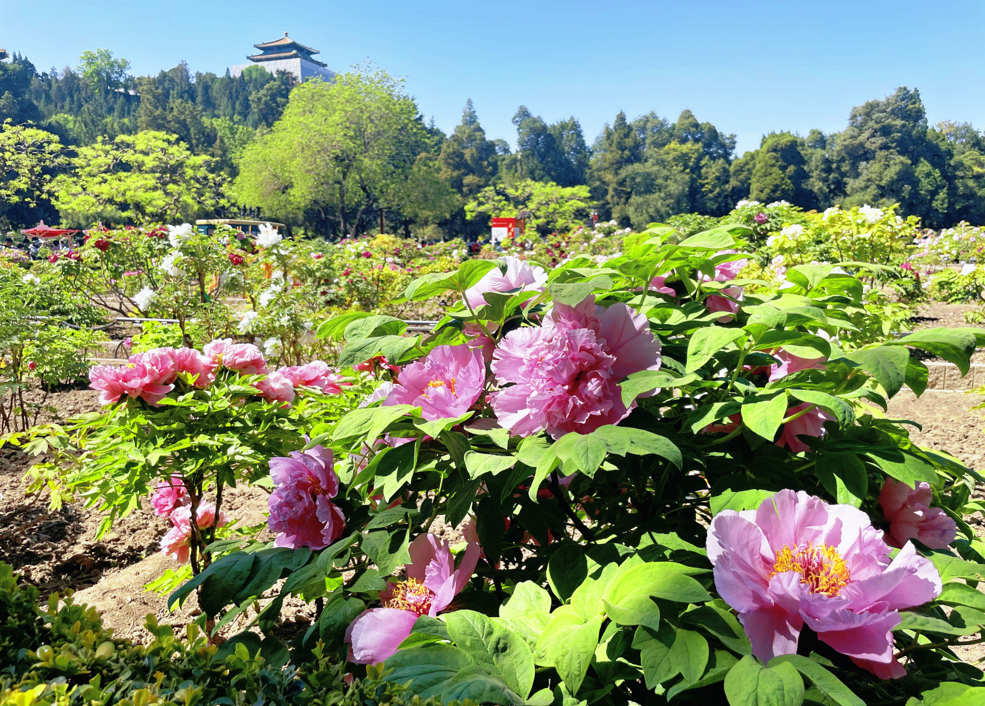 Hoa mẫu đơn ở công viên Cảnh Sơn.