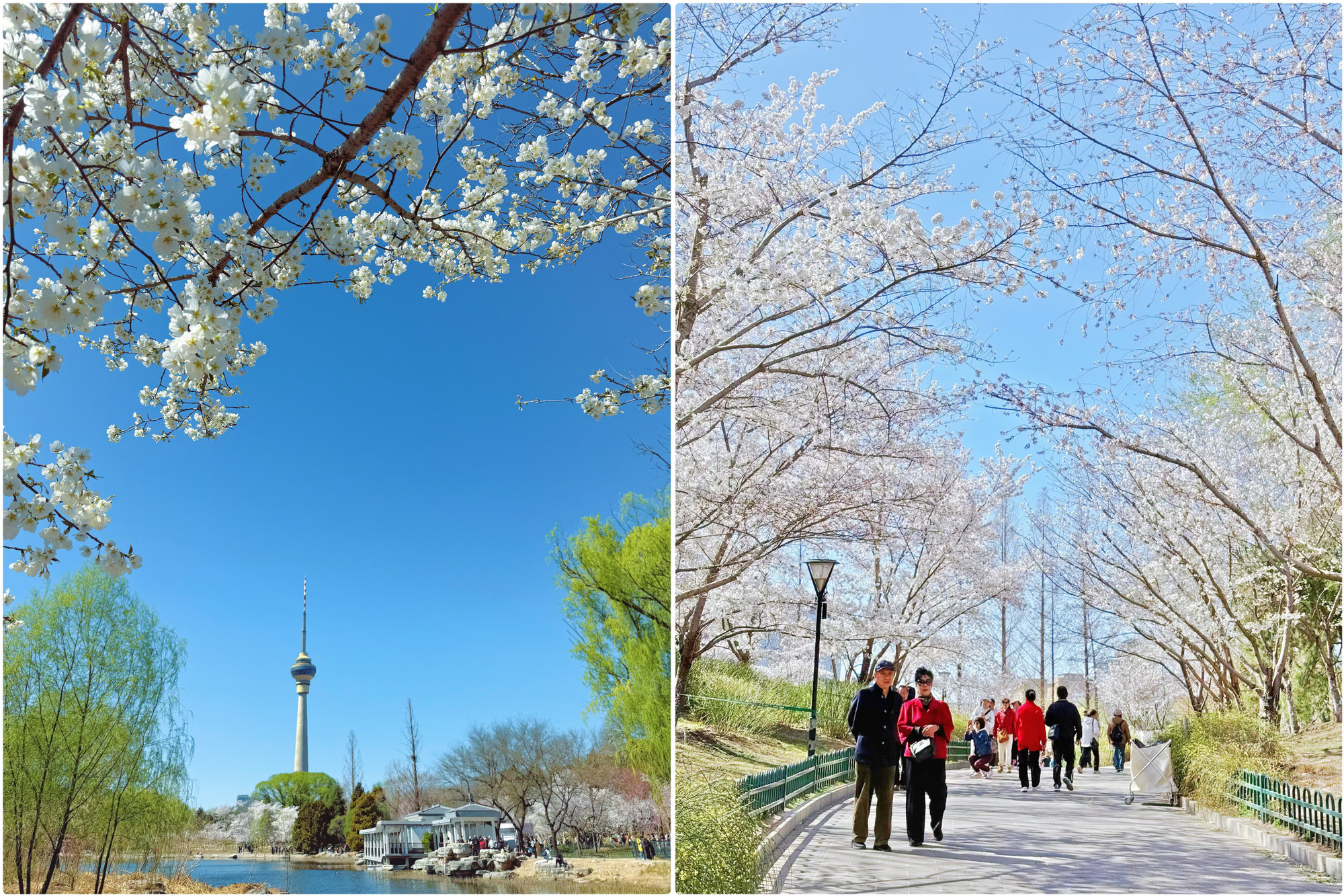 Hoa anh đào ở công viên Ngọc Uyên Đàm.