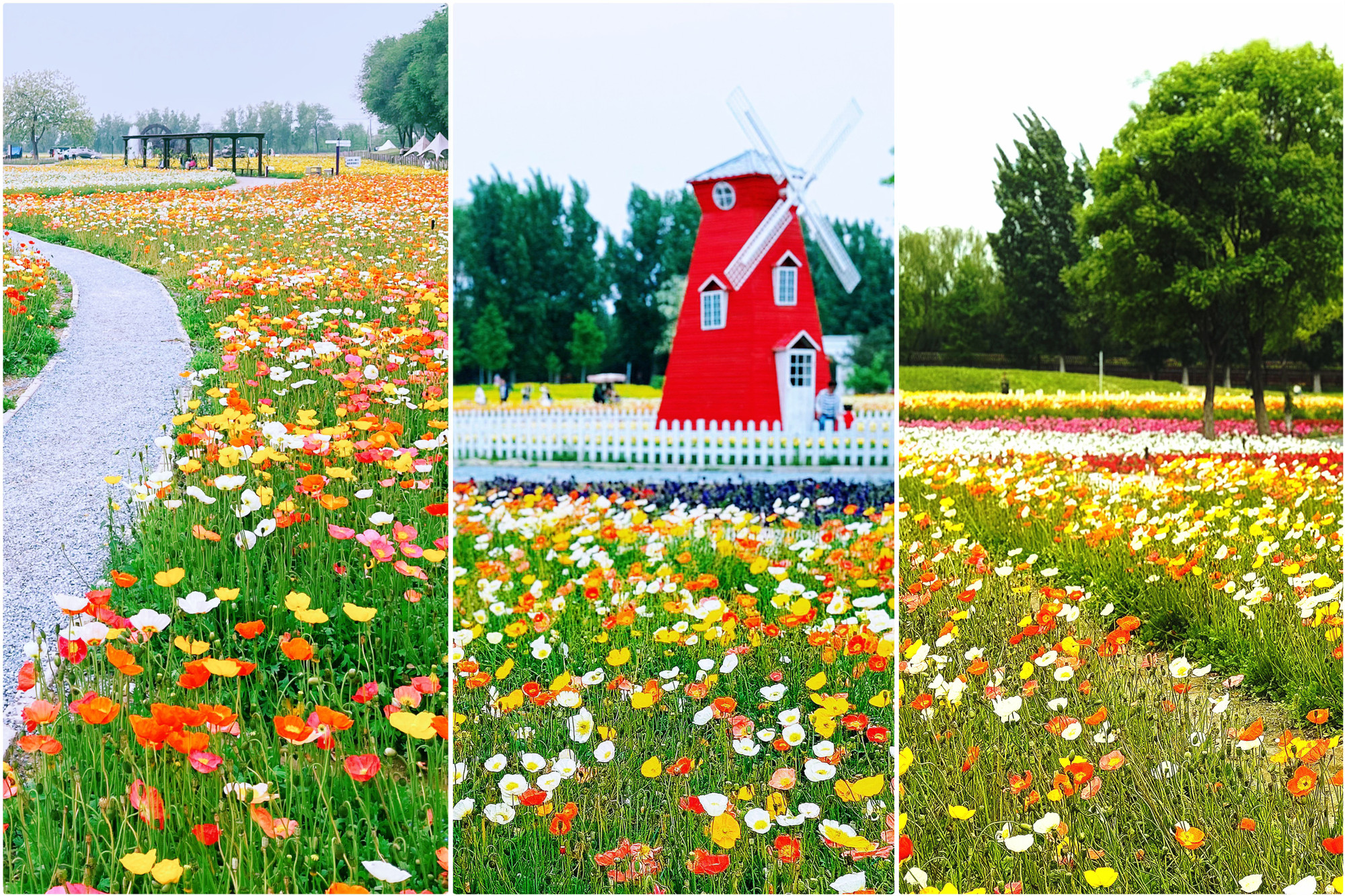 Rực rỡ sắc màu ở điểm du lịch Tử Cốc Viện.