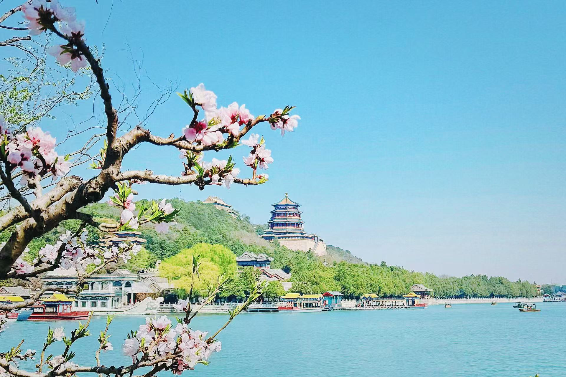 Hoa đào nở trong công viên mùa hè - Di Hòa Viên.