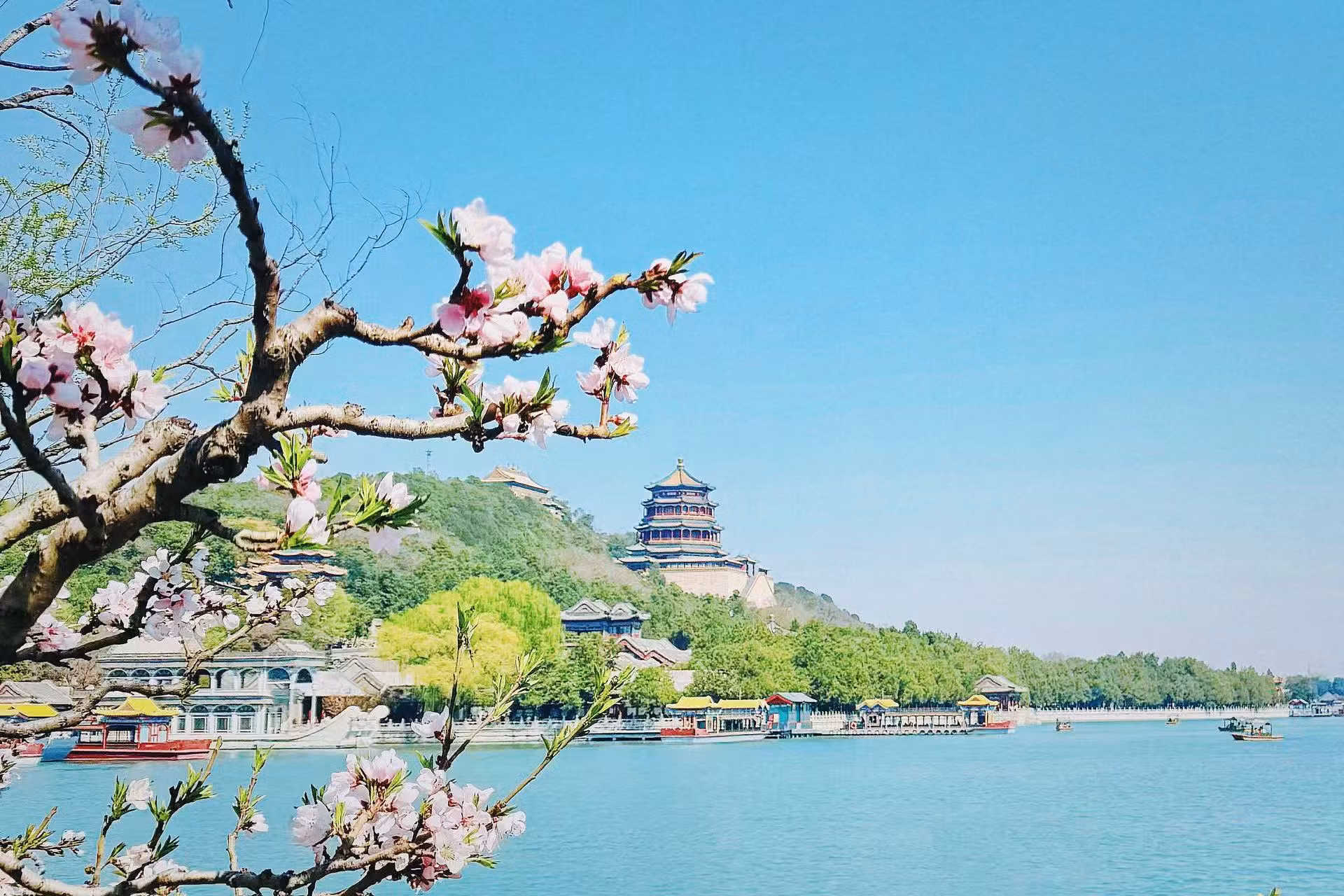 Hoa đào nở trong công viên mùa hè - Di Hòa Viên.