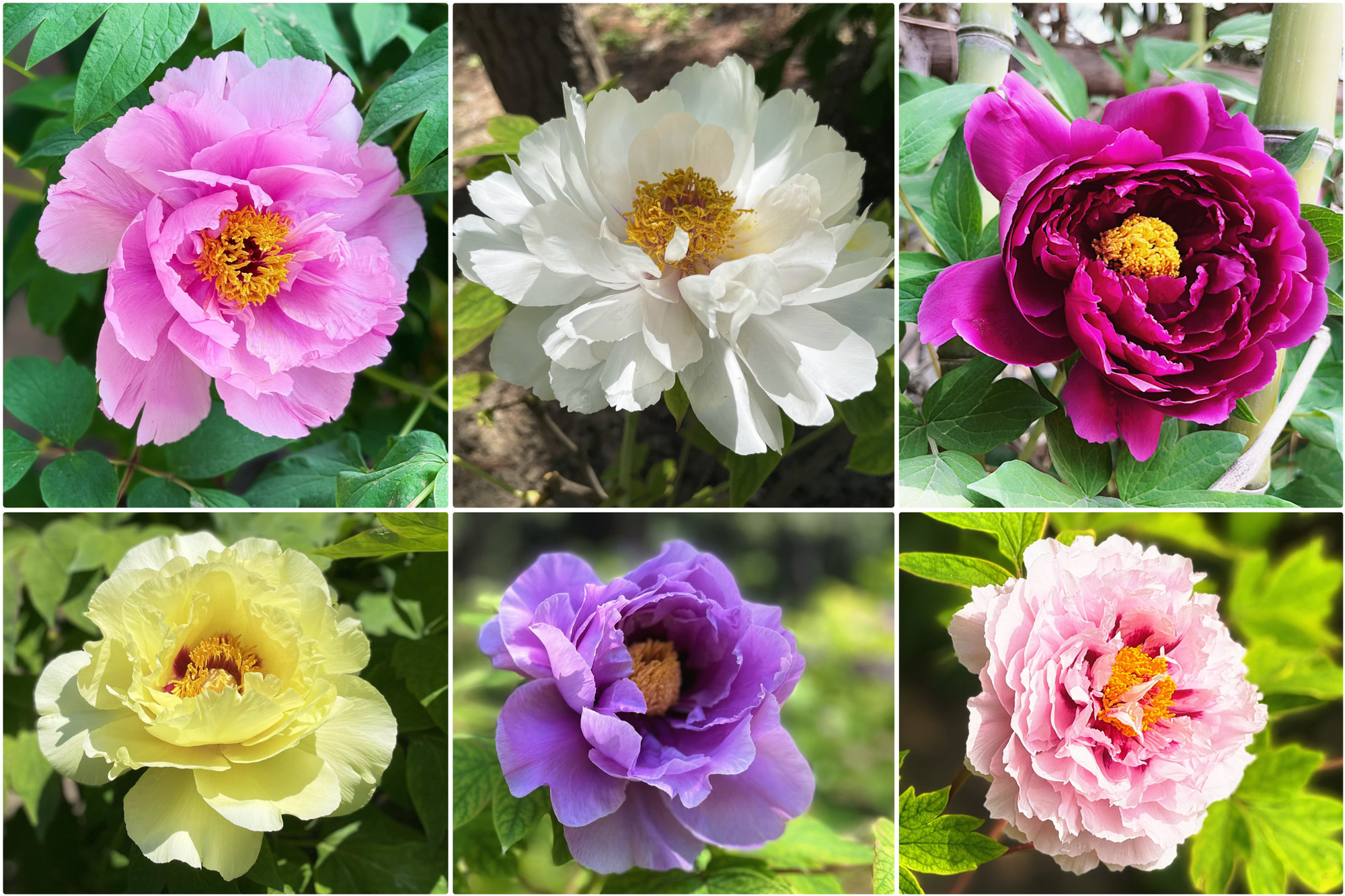 Đây được coi là quốc hoa của Trung Quốc.