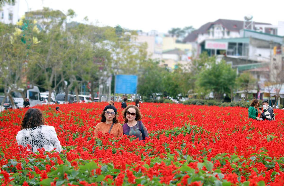 Vườn hoa xác pháo rực rỡ tại trung tâm Đà Lạt thu hút du khách.