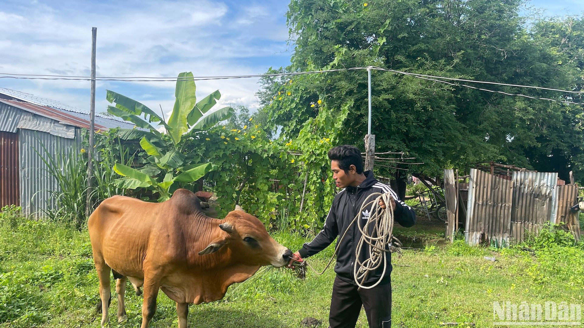 Anh Mang Văn Sướng (dân tộc Ra Glai, huyện Hàm Thuận Nam) chăn nuôi bò nhờ khoản vay từ vốn chính sách sản xuất nông nghiệp với lãi suất ưu đãi.