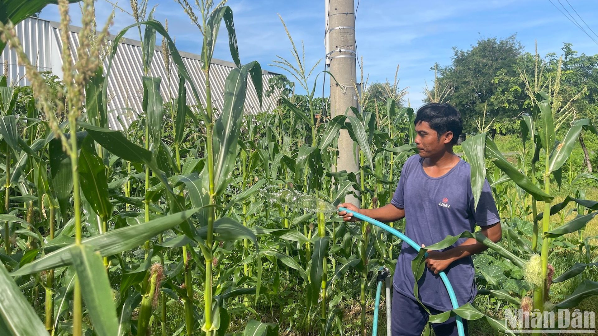 Người dân huyện Hàm Thuận Nam được tạo điều kiện vay vốn từ Ngân hàng Chính sách xã hội huyện để phát triển sản xuất.