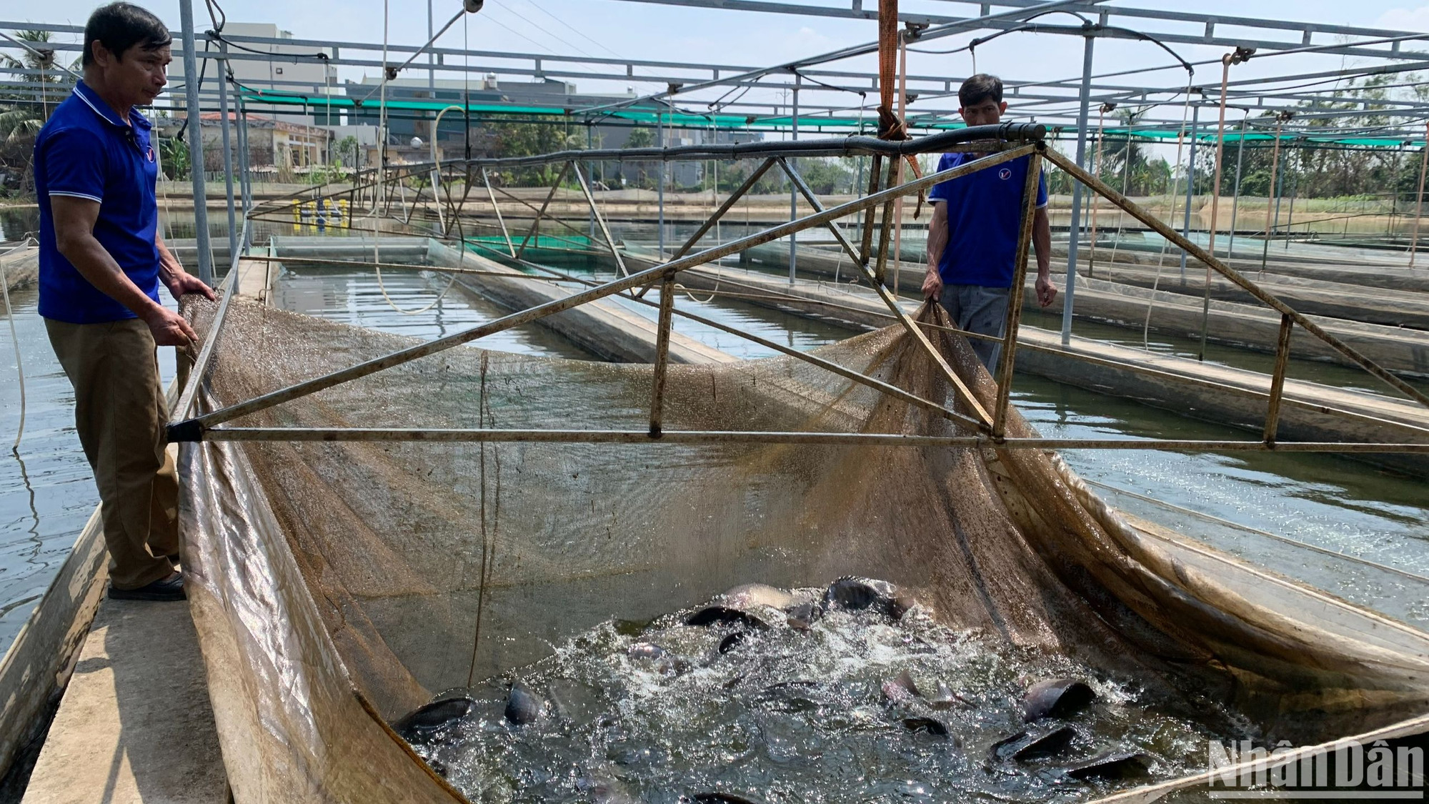 Việc áp dụng mô hình hợp tác xã sẽ giúp thúc đẩy nuôi trồng, quản lý, bảo vệ và khai thác bền vững nguồn lợi thủy sản, giải quyết việc làm cho ngư dân.