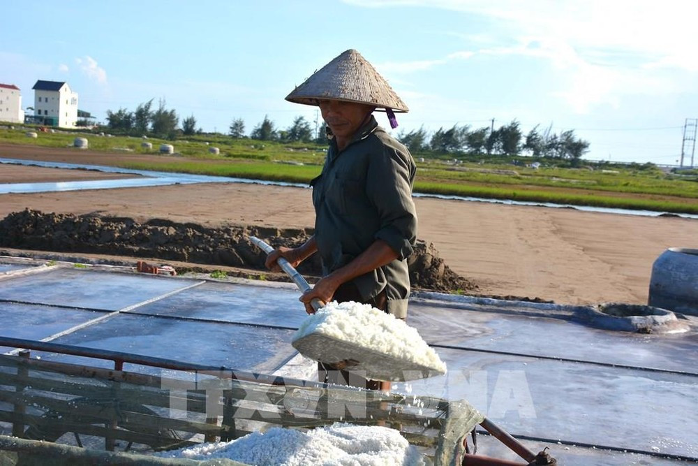 Ban tổ chức kỳ vọng, qua việc tôn vinh, bảo tồn, phát triển nghề muối, nâng cao giá trị nghề muối Việt Nam nói chung, của tỉnh Bạc Liêu nói riêng sẽ khơi dậy tình yêu ngành nghề truyền thống của thế hệ trẻ có trình độ tham gia vào hoạt động sản xuất, kinh doanh, khởi nghiệp từ nghề muối. (Ảnh: TTXVN)