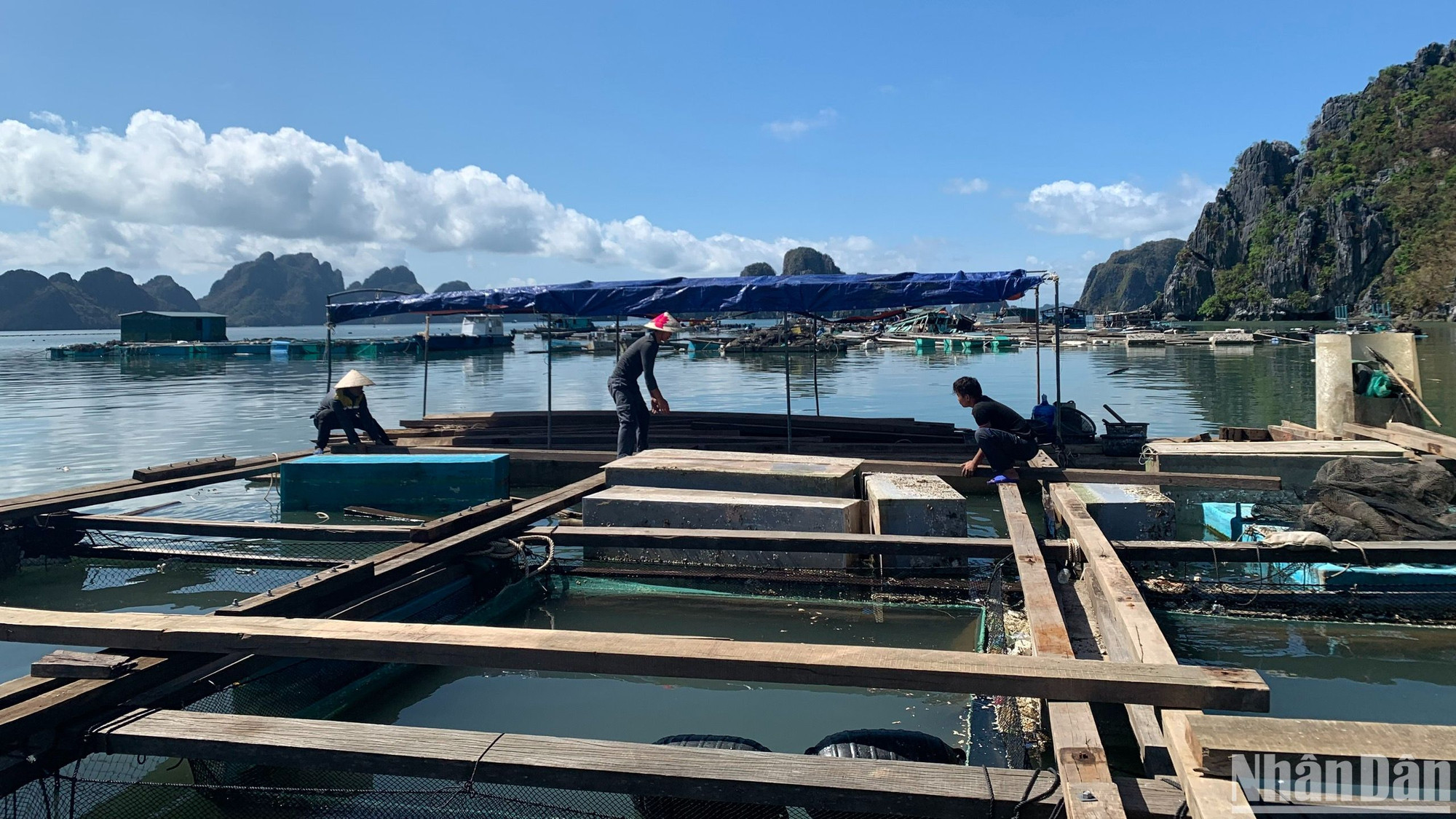 Đến nay, nuôi biển đã bước đầu thu hút được sự quan tâm của các doanh nghiệp, các nhà đầu tư trong và ngoài nước tham gia vào chuỗi ngành hàng.