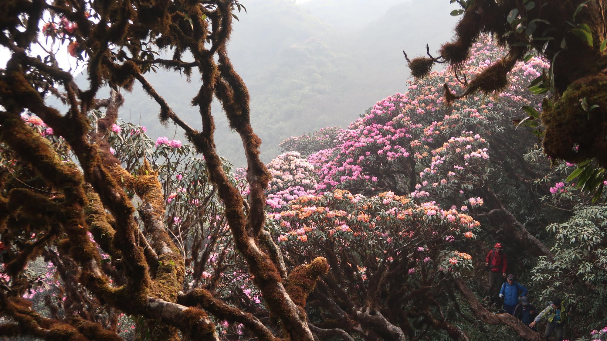 Len lỏi dưới tán đỗ quyên cổ thụ.