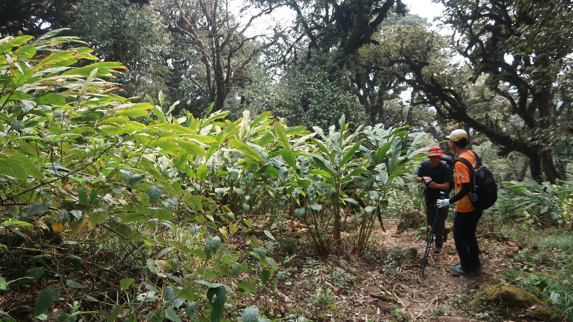 Rừng thảo quả.