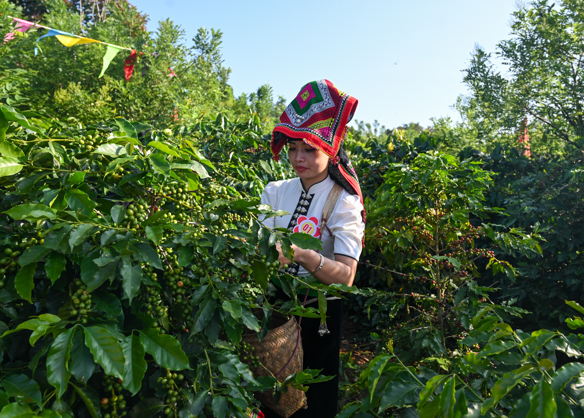 Các đội thi hái quả cà-phê tại Hội thi Nhà nông đua tài. Các đội thi hái quả cà-phê tại Hội thi Nhà nông đua tài.