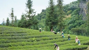 Khu vực miền núi phía bắc là vùng có diện tích nông lâm kết hợp lớn nhất cả nước.