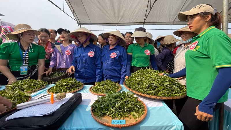 Lễ hội chè Tân Uyên lần thứ 2 sẽ diễn ra trong dịp này.