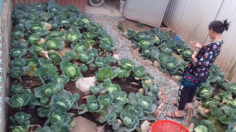 Tất cả khoảng đất trống trong khuôn viên trường học đều được tận dụng làm vườn rau.