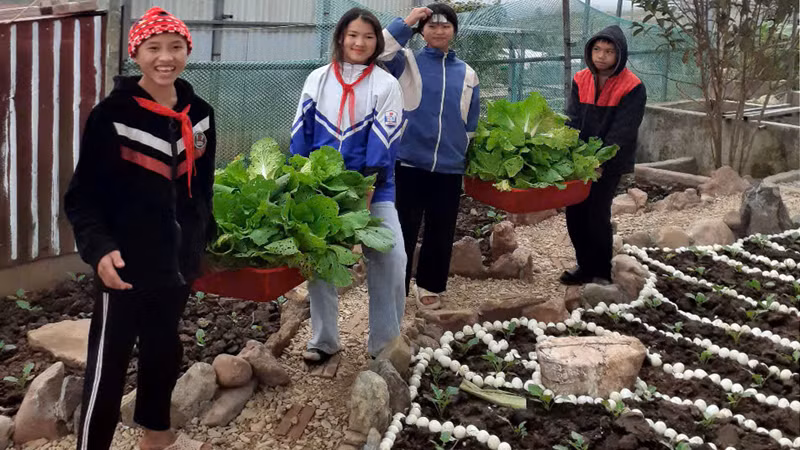 Học sinh thu hoạch rau phục vụ cho bữa ăn hằng ngày.