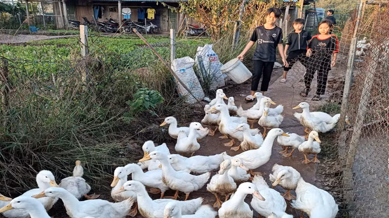 Tham gia mô hình trường học nông trại tại trường các em có thêm kiến thức để giúp đỡ gia đình.