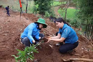 Cán bộ huyện Tuần Giáo hỗ trợ người dân trồng 1.000 cây mắc-ca để chuyển đổi cây trồng và phủ xanh đất trống đồi núi trọc.