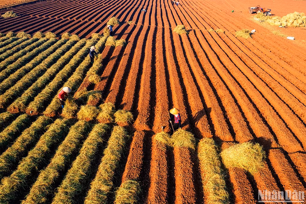 Tác phẩm đoạt giải Nhì "Áp dụng mô hình kinh tế tuần hoàn trong nông nghiệp trên cánh đồng cà rốt". Tác giả Đinh Hải Ngọc (Hà Nội).